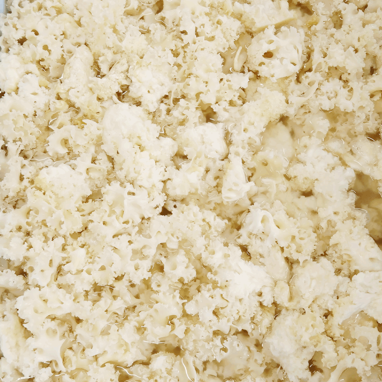 きのこ粉末加工